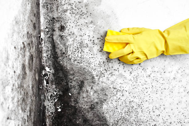 Mold Removal Process in Willits, CA