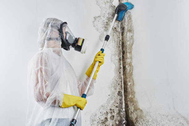 Best Crawl Space Mold Removal  in Willits, CA