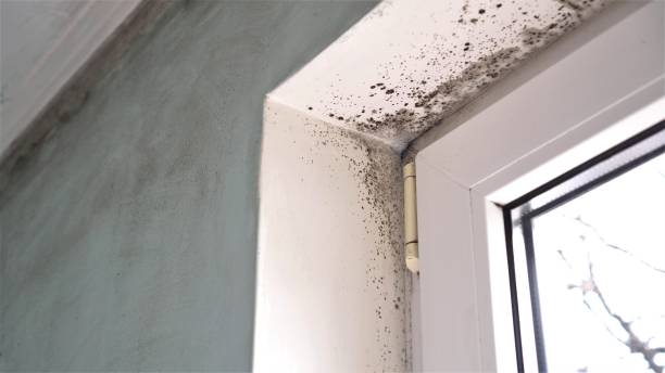 Best Local Mold Removal Service  in Willits, CA