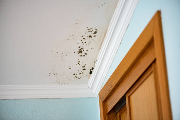Best Same-Day Mold Removal  in Willits, CA