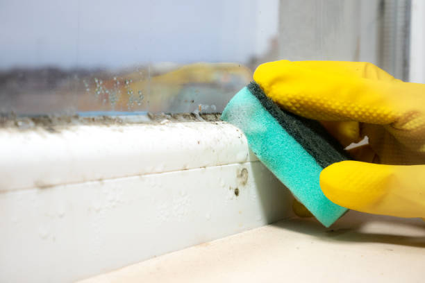 Home Mold Removal in Willits, CA