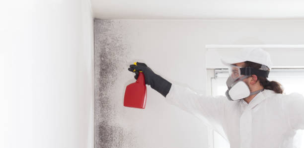 Best Residential Mold Removal  in Willits, CA