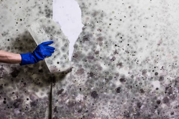 Best Professional Mold Removal  in Willits, CA