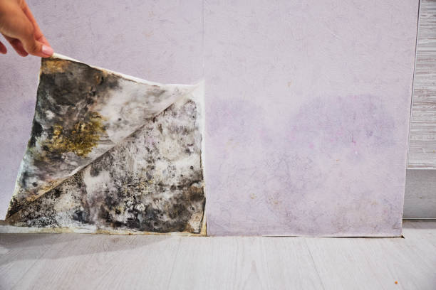 Best Mold Damage Repair  in Willits, CA